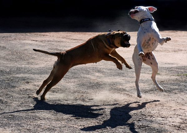 Die wollen nur spielen (Foto: Sandra Heußinger)