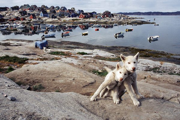 Die wollen nur spielen . Grönland (Foto: Andreas Kuhrt)