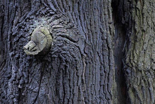 Eichenrinde (Foto: Manuela Hahnebach)