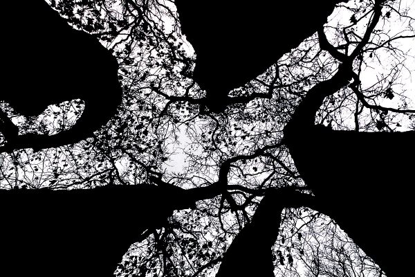 Ein Baum (Foto: Andreas Kuhrt)