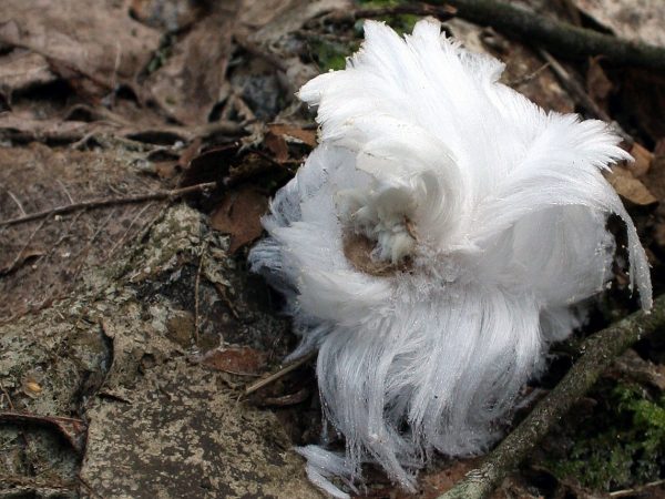 Eisrose (Foto: Peter Maximilian Schmidt)