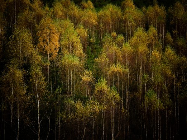 Farbstreifen (Foto: Peter Zastrow)