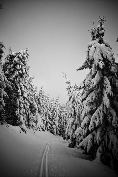 Märchenwald (Foto: Peter Zastrow)