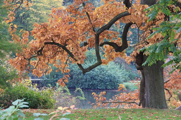 Magnolie (Foto: Peter Maximilian Schmidt)