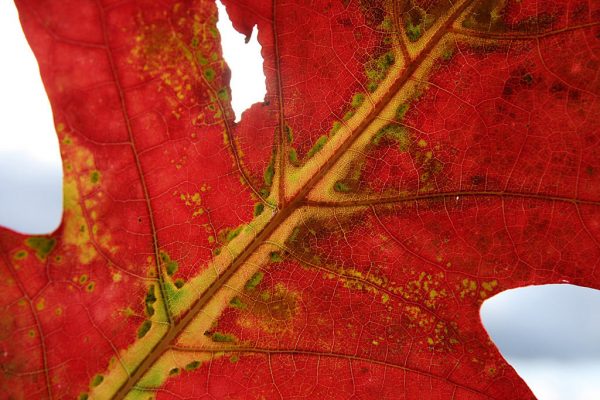 Oktober (Foto: Peter Maximilian Schmidt)