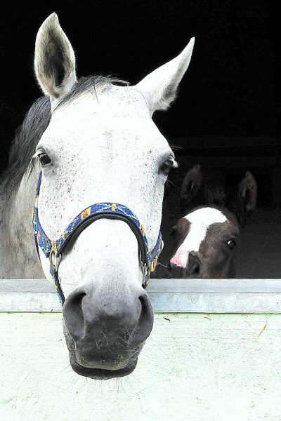 Ausschau (Foto: Karl-Heinz Richter)