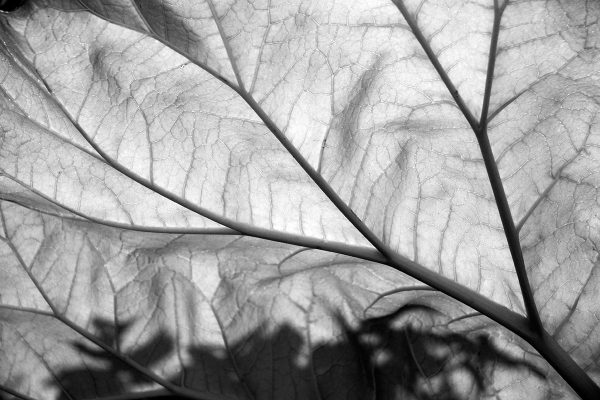 Rhabarberblatt (Foto: Ute Zohles)