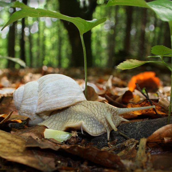 Veteran (Foto: Peter Maximilian Schmidt)