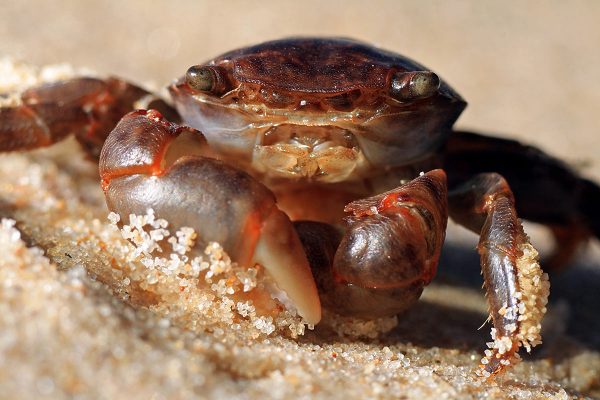 Tierische Begegnung (Foto: Sandra Heußinger)