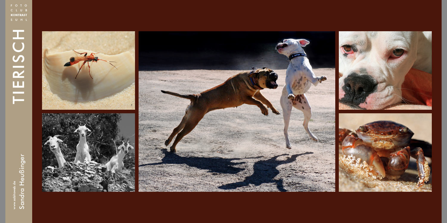 Sandra Heußinger: Tierisch . Foto-Openair Suhl 2009 . Fotoclub Kontrast Suhl