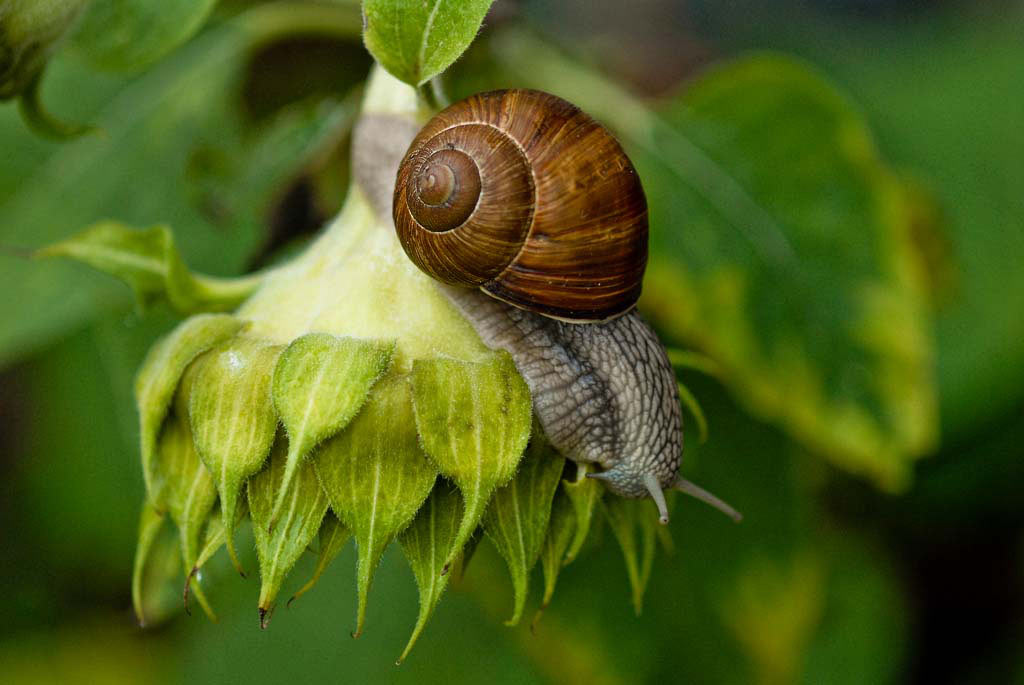 2010-06-36_Schnecke_pz-6 Ein Platz an der Sonnenblume (Foto: Peter Zastrow)