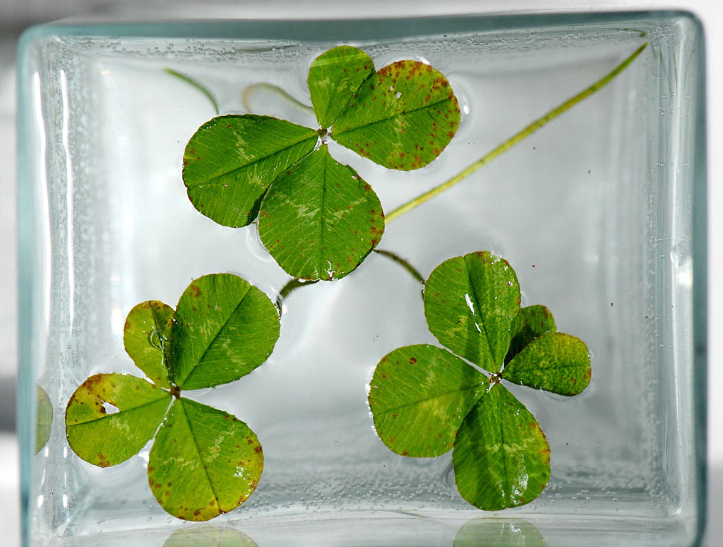 Eingefrorenes Glück (Foto: Manuela Hahnebach)