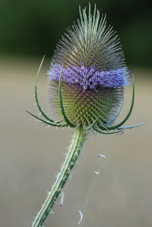 Distel (Foto: Manuela Hahnebach)