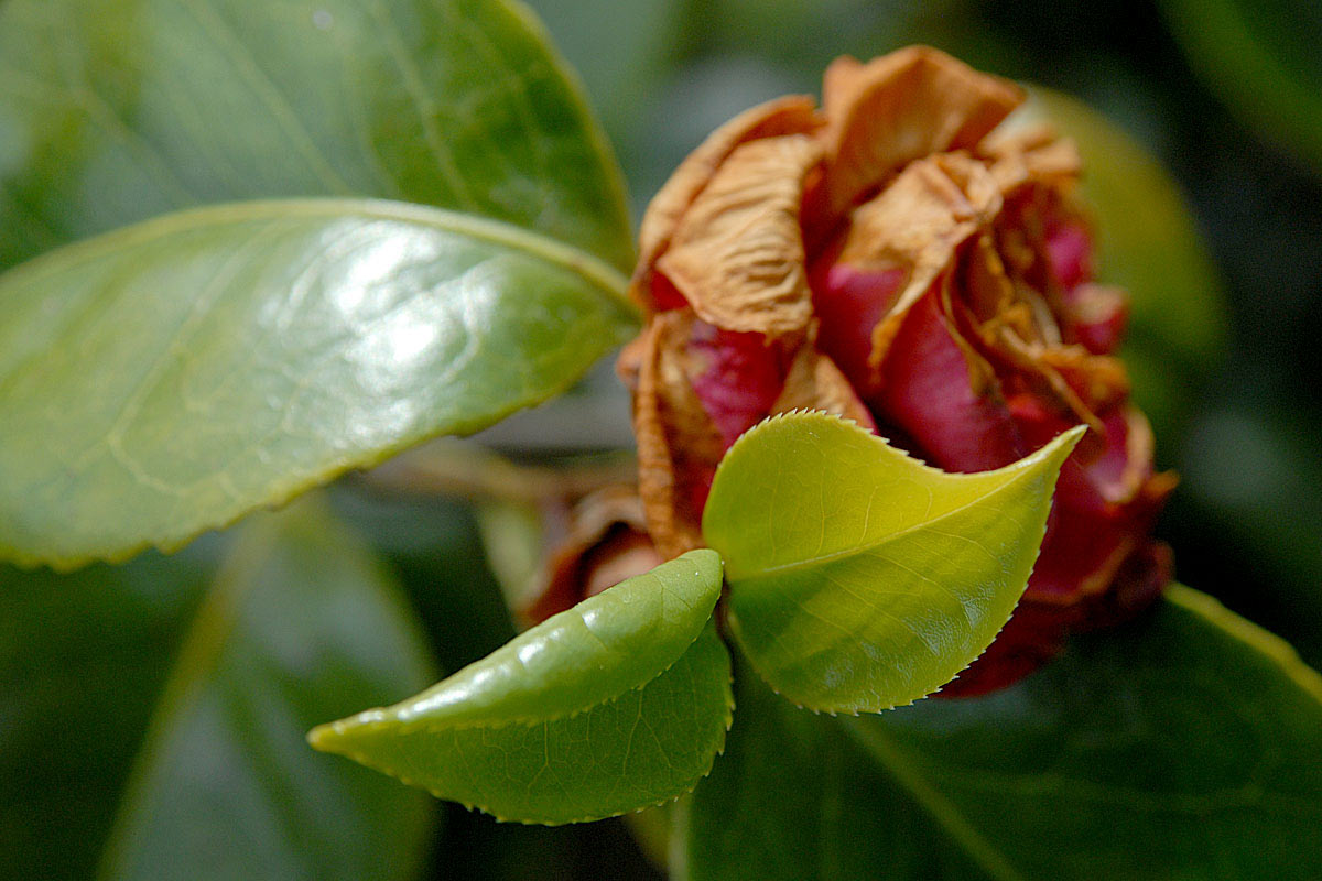 Altrosa & Frischgrün (Foto: Andreas Kuhrt)