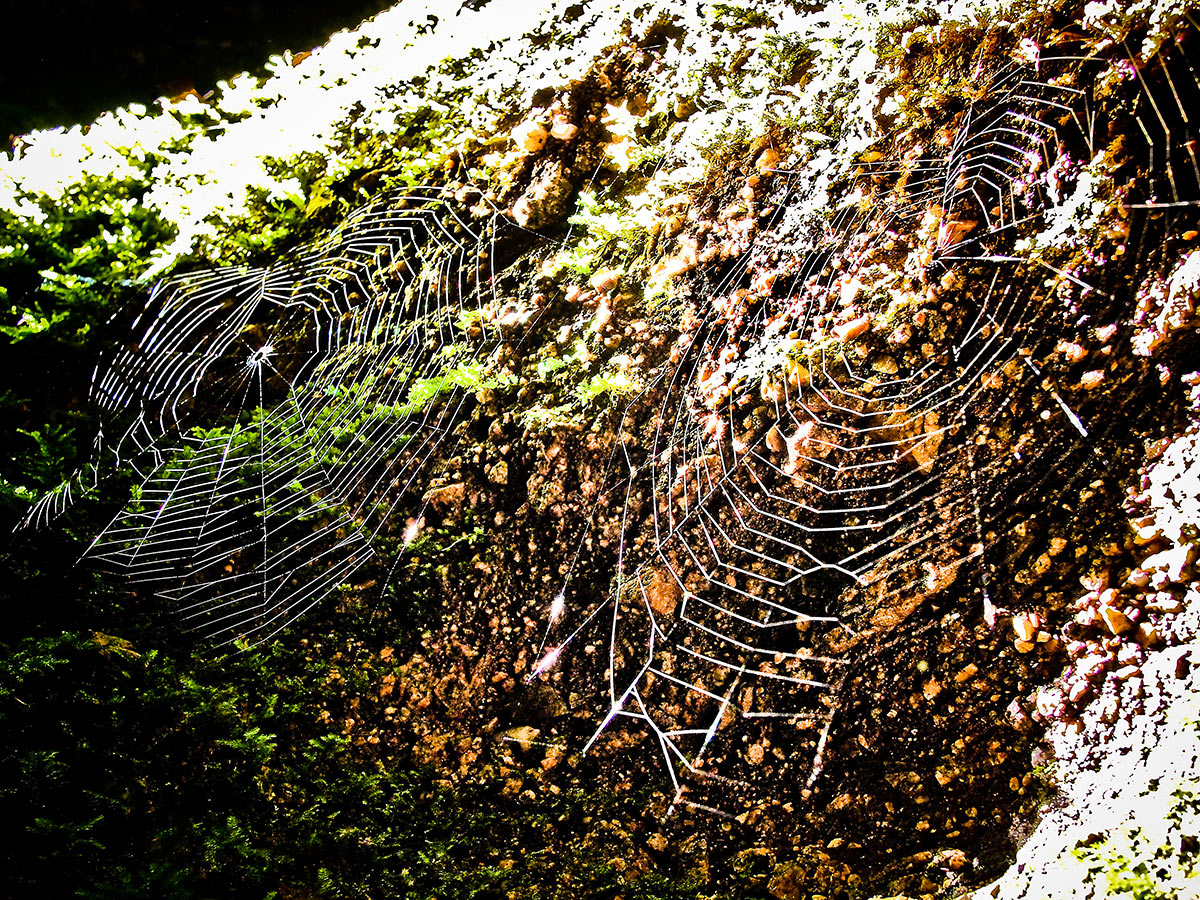 Spinnennetze (Foto: Peter Zastrow)