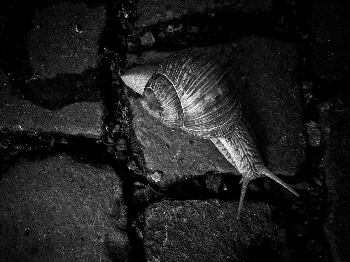 Auf dem Weg (Foto: Peter Zastrow)