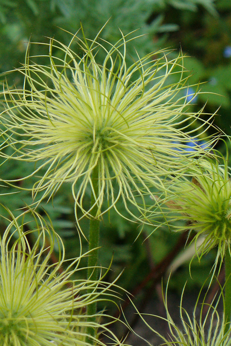 2010-10-29_Garten_190_carolin-fritz-4 Grün (Foto: Carolin Fritz)