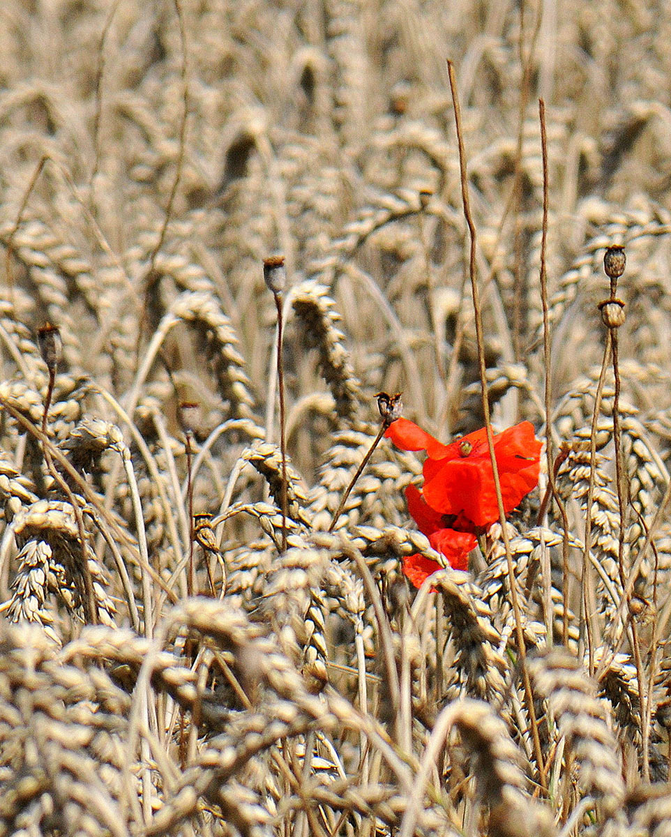 Mohnblüte im Kornfeld (Foto: Karl-Heinz Richter)