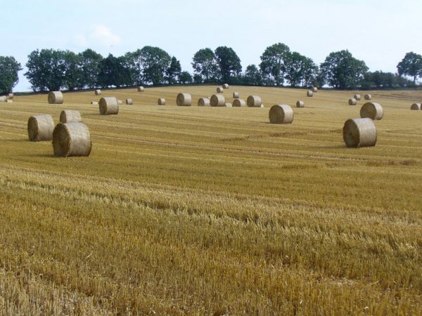 Abgeräumt (Foto: Carolin Fritz)