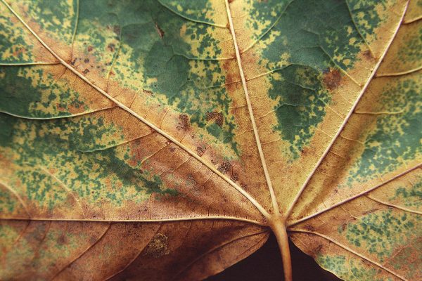 Ahornblatt (Foto: Andreas Kuhrt)