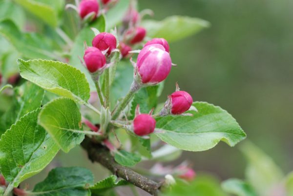 Apfelblüte (Foto: Günter Giese)