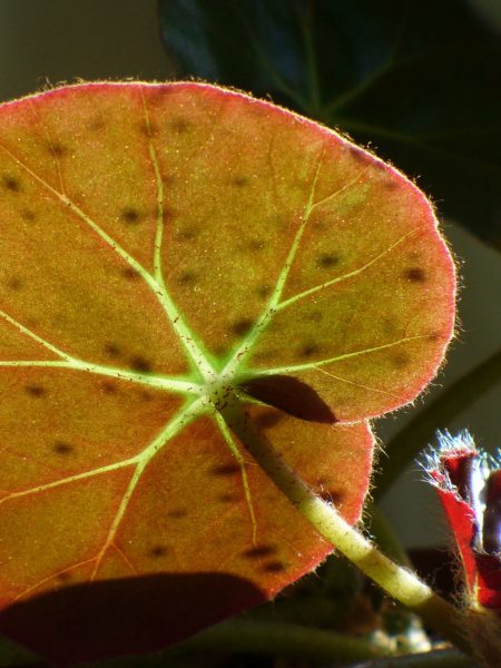 Blatt im Licht (Foto: Carolin Fritz)