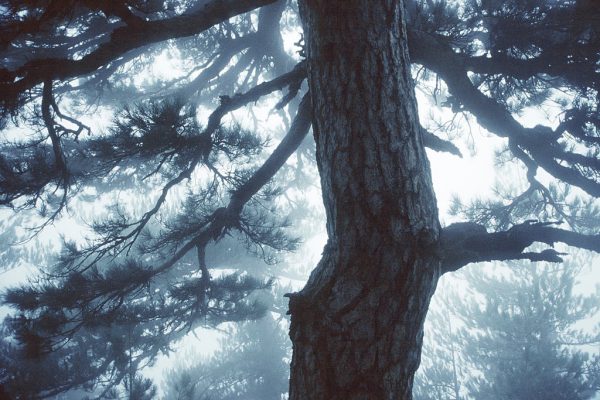 Corsicakiefer (Foto: Andreas Kuhrt)