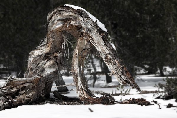 Fabelwesen (Foto: Frank Hausdörfer)