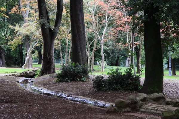 Lichtung (Foto: Peter Maximilian Schmidt)