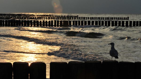 Möwe (Foto: Uli Pfeufer)