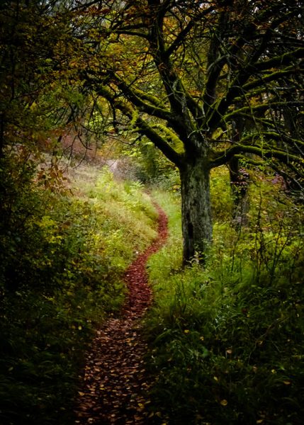 Pfad im Herbst (Foto: Peter Zastrow)