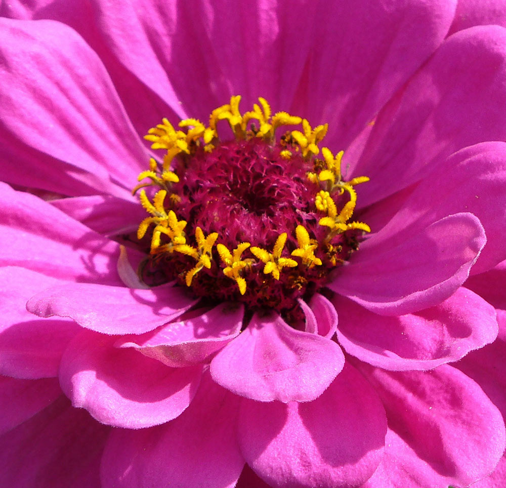 2010-bdj-076_pink-Zinnie_cf Pink Zinnie (Foto: Carolin Fritz)