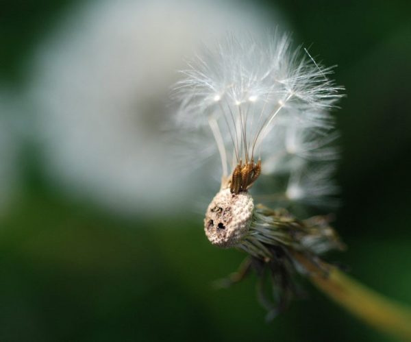 Pusteblume (Foto: Günter Giese)