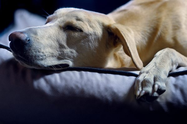 Toto (Foto: Sandra Heußinger)