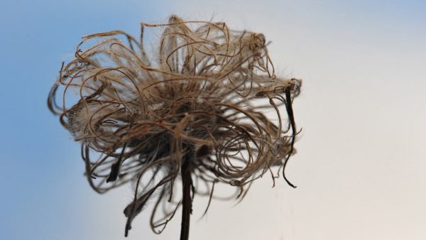 Verblüht (Foto: Uli Pfeufer)