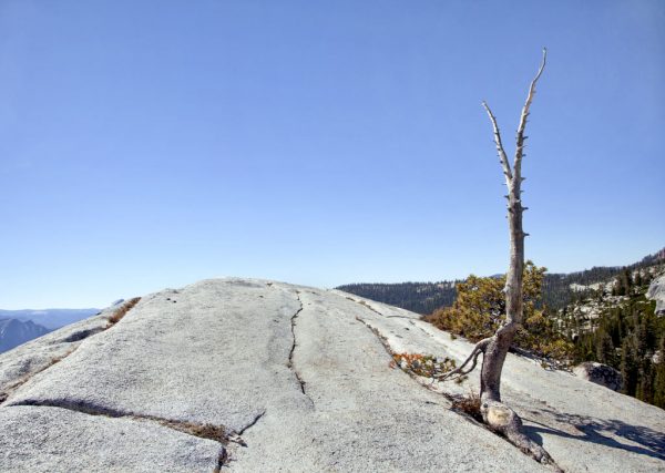 Verwurzelt (Foto: Frank Hausdörfer)