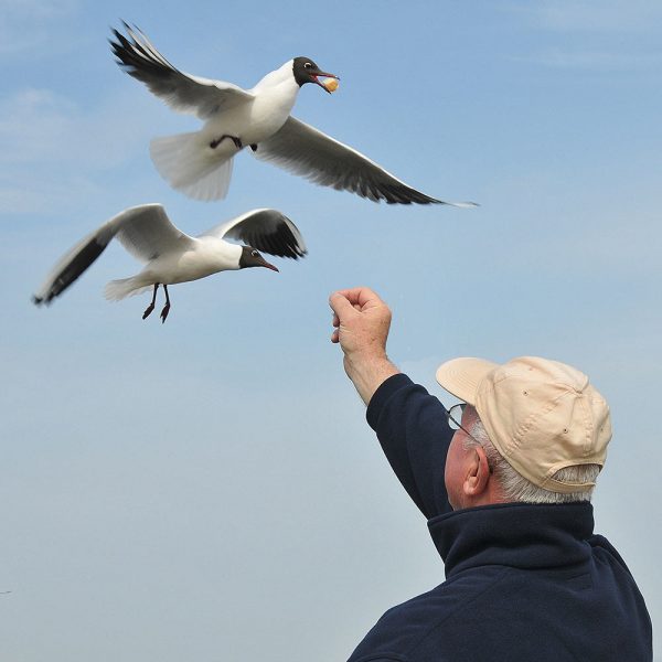 Weggeschnappt (Foto: Karl-Heinz Richter)