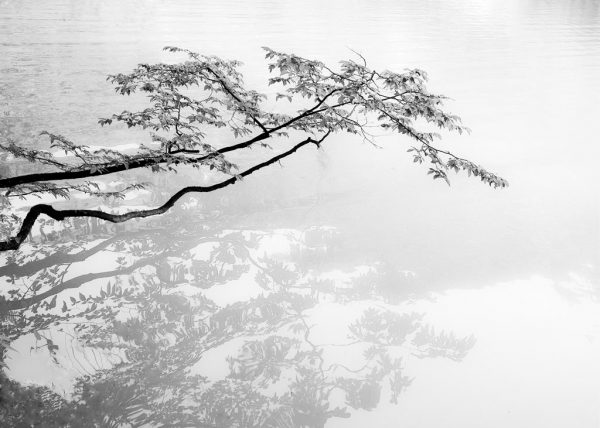 Zweig (Foto: Peter Zastrow)