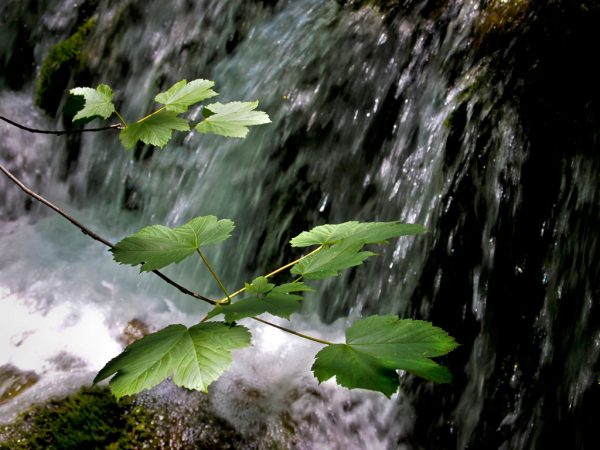 Zweig vor Wasser (Foto: Peter Zastrow)