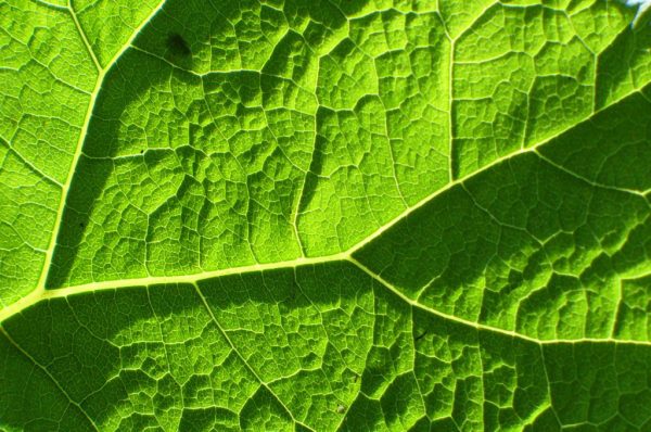 Serie: Grün (Foto: Carolin Fritz)