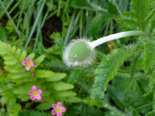 Serie: Grün (Foto: Carolin Fritz)