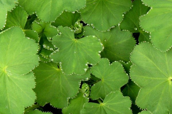 Serie: Grün (Foto: Carolin Fritz)