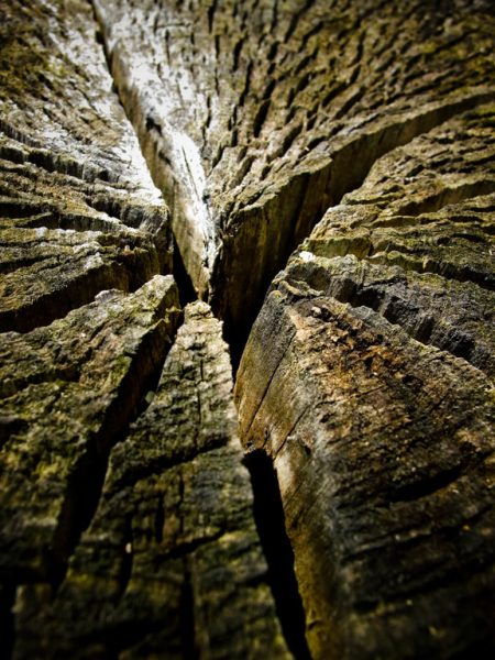 Serie: Holz (Foto: Peter Zastrow)