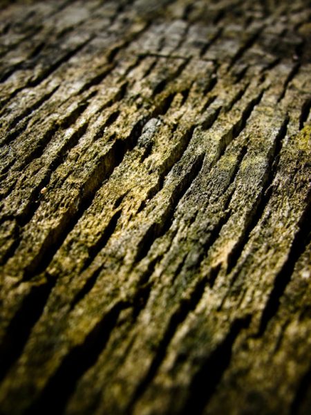 Serie: Holz (Foto: Peter Zastrow)