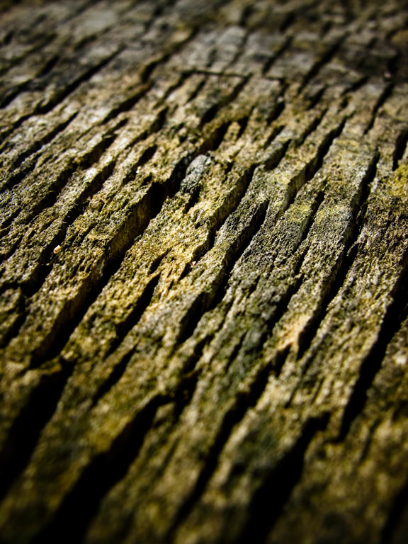2010-bdj-zz08_Holz2_pz Serie: Holz (Foto: Peter Zastrow)
