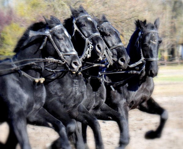 Serie: Pusztafeuer (Foto: Karl-Heinz Richter)