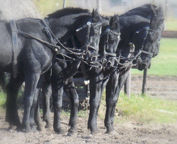 Serie: Pusztafeuer (Foto: Karl-Heinz Richter)