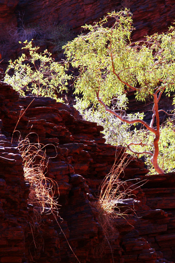 2010-bdj-zz15_Schluchtwanderung2_pms Serie: Schluchtenwanderung in Australien (Foto: Peter Maximilian Schmidt)