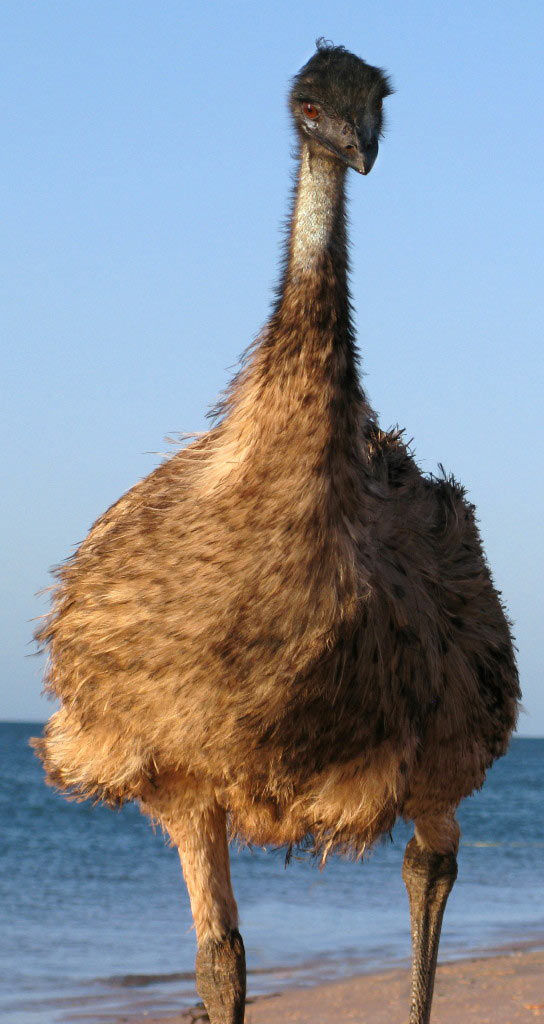 2010-bdj-zz16_Serie-V-1.jpg_khr Serie: Vögel (Foto: Karl-Heinz Richter)