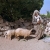 Schafe für das Opferfest, Tunesien (Foto: Karl-Heinz Richter) . Ausstellung Reiselust . Naturhistorisches Museum . Schloss Bertholdsburg . Schleusingen 2010